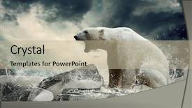  Presentation with polar bear - Cool new slide set with north pole - white polar bear hunter backdrop and a mint green colored foreground