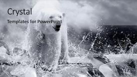  Presentation with water drops - Audience pleasing PPT theme consisting of north pole - white polar bear hunter backdrop and a light blue colored foreground