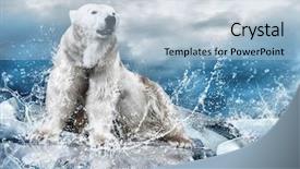  Presentation with north pole - Audience pleasing presentation theme consisting of north pole - white polar bear hunter backdrop and a light blue colored foreground