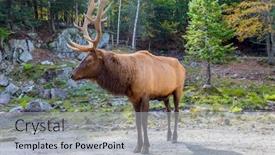  Presentation with forest road - Presentation design with northern-autumn-forest-indian-summer background and a light gray colored foreground