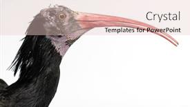  Presentation with bald - PPT layouts enhanced with northern-bald-ibis-geronticus-eremita background and a lemonade colored foreground