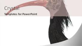  Presentation with bald - Beautiful PPT layouts featuring northern-bald-ibis-geronticus-eremita backdrop and a soft green colored foreground