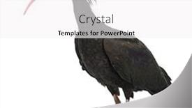  Presentation with bald - Slide deck with northern-bald-ibis-geronticus-eremita background and a white colored foreground