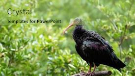  Presentation with green foliage - Presentation theme enhanced with northern-bald-ibis-geronticus-eremita background and a yellow colored foreground