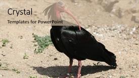  Presentation with bald - PPT theme enhanced with northern-bald-ibis-geronticus-eremita background and a soft green colored foreground
