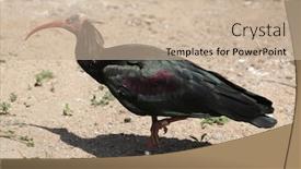  Presentation with bald - PPT theme having northern-bald-ibis-geronticus-eremita background and a soft green colored foreground