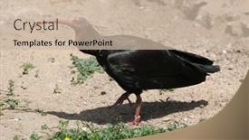  Presentation with bald - Beautiful presentation design featuring northern-bald-ibis-geronticus-eremita backdrop and a soft green colored foreground