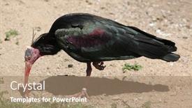  Presentation with bald - PPT layouts with northern-bald-ibis-geronticus-eremita background and a coral colored foreground