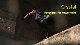  Presentation with bald - Audience pleasing slide deck consisting of northern-bald-ibis-geronticus-eremita backdrop and a wine colored foreground