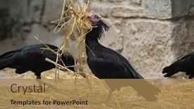  Presentation with bald - PPT theme consisting of northern-bald-ibis-geronticus-eremita background and a coral colored foreground