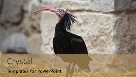  Presentation with bald - Presentation having northern-bald-ibis-geronticus-eremita background and a coral colored foreground