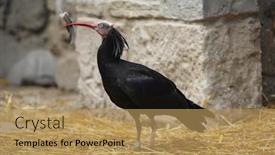  Presentation with bald - Audience pleasing presentation design consisting of northern-bald-ibis-geronticus-eremita backdrop and a coral colored foreground