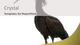  Presentation with bald - Cool new PPT layouts with northern-bald-ibis-standing-geronticus backdrop and a light gray colored foreground