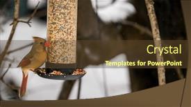  Presentation with cardinal - Presentation theme enhanced with northern-cardinal-female-at-bird background and a  colored foreground