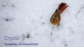  Presentation with cardinal - Audience pleasing PPT theme consisting of northern-cardinal-female-on-snow backdrop and a lemonade colored foreground