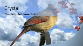  Presentation with cardinal - Presentation featuring northern cardinal female sitting on a stick background and a light blue colored foreground