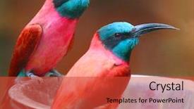  Presentation with closeup of bees flying - Amazing PPT theme having northern carmine bee-eater merops backdrop and a red colored foreground