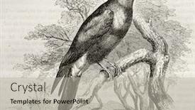  Presentation with bee - Audience pleasing slides consisting of  backdrop and a  colored foreground