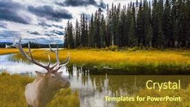  Presentation with canadian - PPT theme enhanced with northern-cordillera-canadian-rockies-deer background and a tawny brown colored foreground