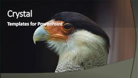  Presentation with wildlife - Slide set having northern crested caracara caracara cheriway background and a black colored foreground
