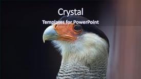  Presentation with wildlife - Colorful slide set enhanced with northern crested caracara caracara cheriway backdrop and a wine colored foreground