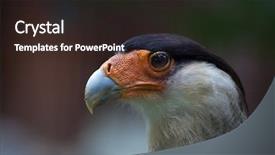  Presentation with wildlife - Audience pleasing slide set consisting of cuba us - northern crested caracara caracara cheriway backdrop and a wine colored foreground