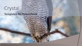  Presentation with finland - Cool new PPT layouts with northern-eagle-mousetrap-sunny-winter backdrop and a light blue colored foreground