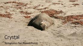  Presentation with summer sun - PPT layouts enhanced with northern elephant seals mirounga angustirostris nap in the summer sun on the beach in califonia background and a coral colored foreground