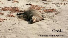  Presentation with summer sun - Beautiful PPT layouts featuring northern elephant seals mirounga angustirostris nap in the summer sun on the beach in califonia backdrop and a soft green colored foreground