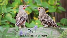  Presentation with flicker - Audience pleasing slides consisting of northern flickers parent and baby backdrop and a seafoam green colored foreground