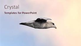  Presentation with flight - Slide set enhanced with northern-fulmar-fulmarus-glacialis background and a  colored foreground