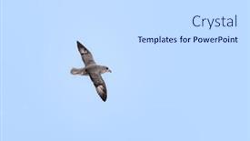  Presentation with flight - PPT theme featuring northern-fulmar-fulmarus-glacialis background and a light gray colored foreground