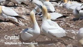  Presentation with breeding - PPT layouts with northern gannet morus bassanus breeding background and a  colored foreground