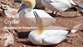  Presentation with breeding - Slide deck featuring chinese yuan and red arrow isolated on white background 3d render background and a soft green colored foreground