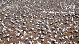  Presentation with breeding - Cool new theme with northern gannet morus bassanus breeding backdrop and a  colored foreground