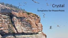  Presentation with breeding - PPT layouts enhanced with northern gannet morus bassanus breeding background and a light blue colored foreground