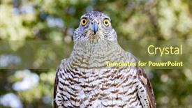  Presentation with forest - Beautiful PPT layouts featuring northern-goshawk-perching-with-colorfull backdrop and a tawny brown colored foreground