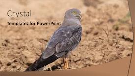  Presentation with circus - Cool new PPT theme with northern-harrier-circus-cyaneus-outdoor backdrop and a coral colored foreground