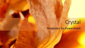  Presentation with multicolored autumn leaves orange yellow red - Amazing slide set having northern hemisphere - pile of dried leaves backdrop and a gold colored foreground