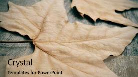  Presentation with autumn leaves - Beautiful presentation theme featuring northern hemisphere - some dried leaves in autumn backdrop and a  colored foreground