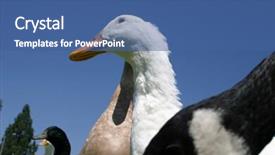 Presentation with duck - Cool new presentation with northern hemisphere - white ducks disambiguation backdrop and a  colored foreground