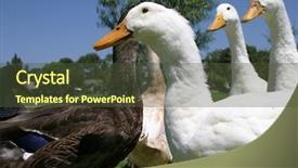  Presentation with duck - Theme having northern hemisphere - white ducks disambiguation background and a  colored foreground