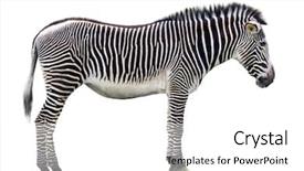  Presentation with ethiopia - Colorful presentation enhanced with largest of the zebra species backdrop and a white colored foreground