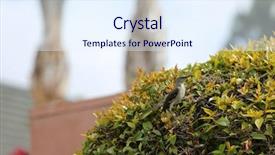  Presentation with bird flu - Beautiful theme featuring northern mockingbird northern mocking bird backdrop and a sky blue colored foreground