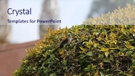  Presentation with art bird tattoos come - PPT layouts with northern mockingbird northern mocking bird background and a sky blue colored foreground