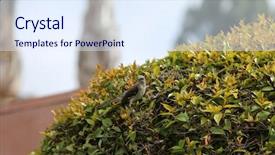  Presentation with animal cruelty cage bird s - Colorful slide deck enhanced with northern mockingbird northern mocking bird backdrop and a sky blue colored foreground