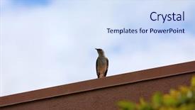  Presentation with bird out of cage - Theme having northern mockingbird northern mocking bird background and a sky blue colored foreground