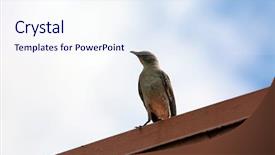  Presentation with animal cruelty cage bird s - Slide deck featuring northern mockingbird northern mocking bird background and a sky blue colored foreground