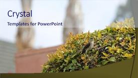  Presentation with h7n9 bird flu - Slide deck with northern mockingbird northern mocking bird background and a sky blue colored foreground