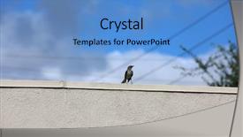  Presentation with h7n9 bird flu - Colorful PPT theme enhanced with northern mockingbird northern mocking bird backdrop and a teal colored foreground